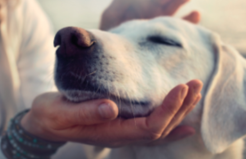 KRMIVA MONGE A GEMON